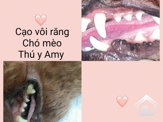 Cạo vôi răng chó mèo