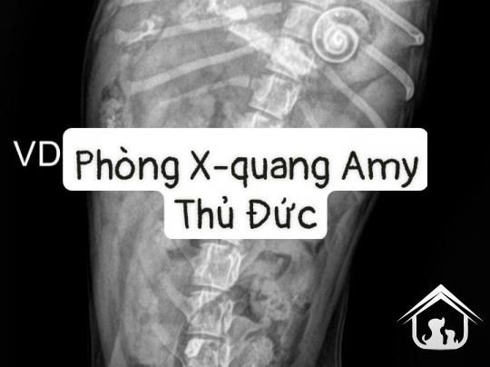 Ảnh độc Amy
