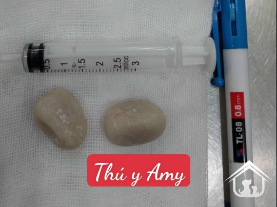 Phẫu thuật sỏi bàng quang 