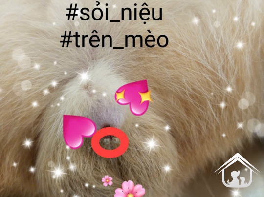 Phẫu thuật sỏi bàng quang 